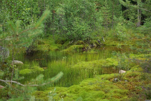 Swamps: clearings and flowers at last - Marsh, Swamp, Danger, Nature, Informative, Longpost