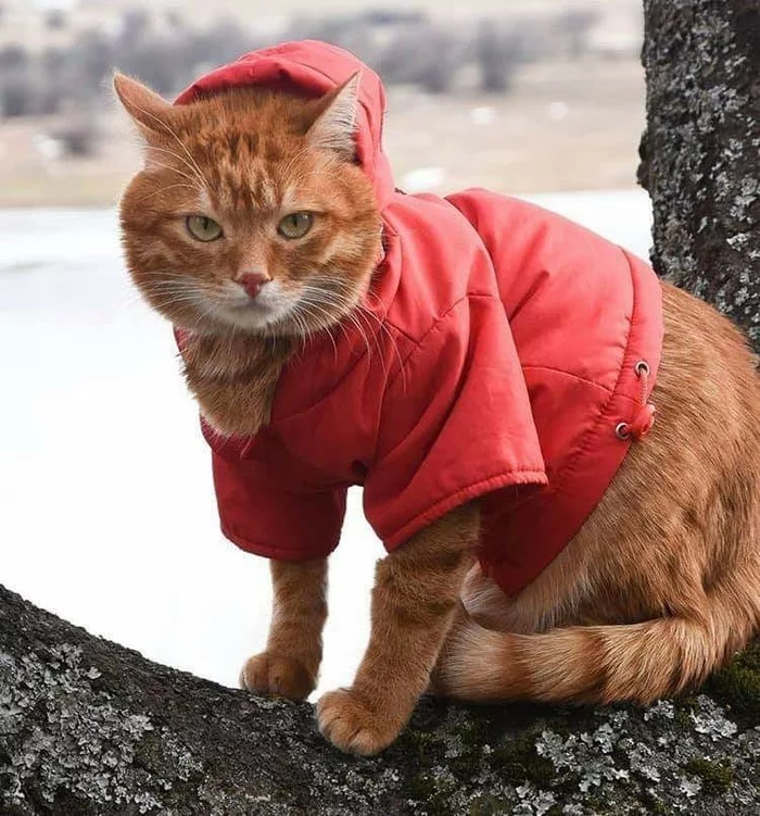 It's drizzling - cat, Little Red Riding Hood, Jacket, Rain, Drizzle, In the area