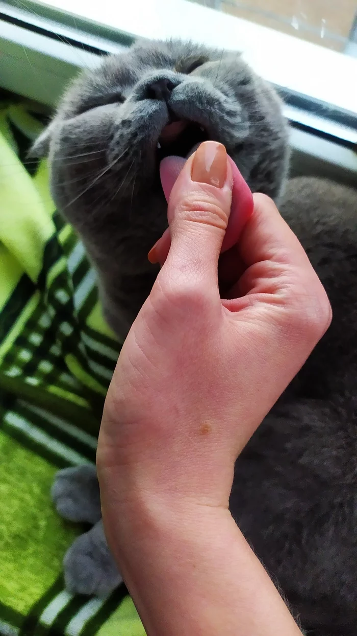 When asked to take a photo of a manicure - My, cat, Manicure, Longpost