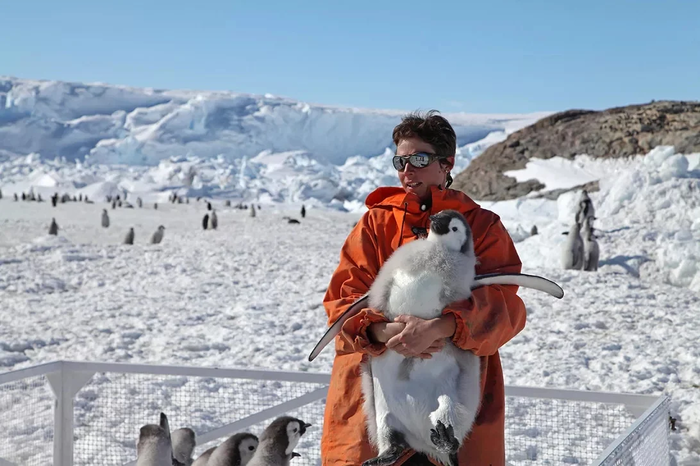 Почему пингвины не живут на Северном полюсе? Или живут? Пингвины, Животные, Книга животных, Длиннопост