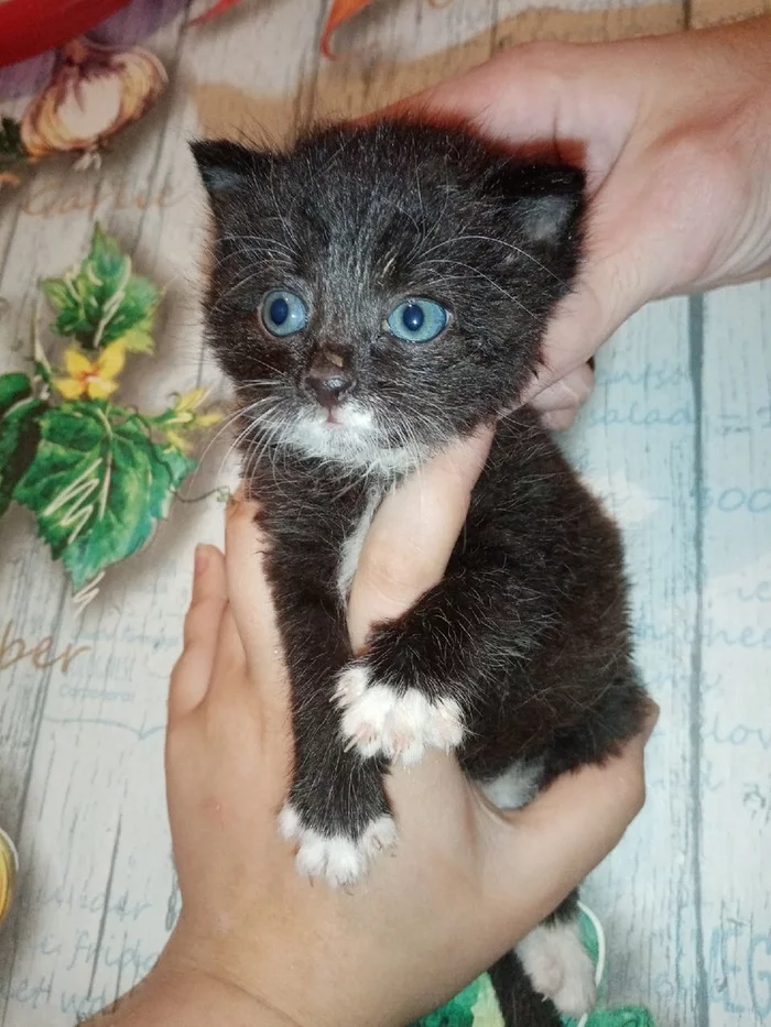 Continuation of the post “Kittens need a home. Those who find them will leave the dacha tomorrow; the kittens will not be taken away. St. Petersburg and Leningrad Region - My, cat, No rating, In good hands, Saint Petersburg, Leningrad region, Video, Reply to post, Longpost