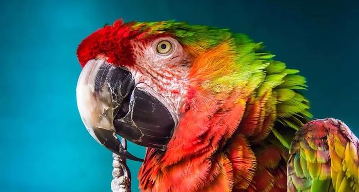 Простая арифметика: могут ли животные осознавать человеческую речь