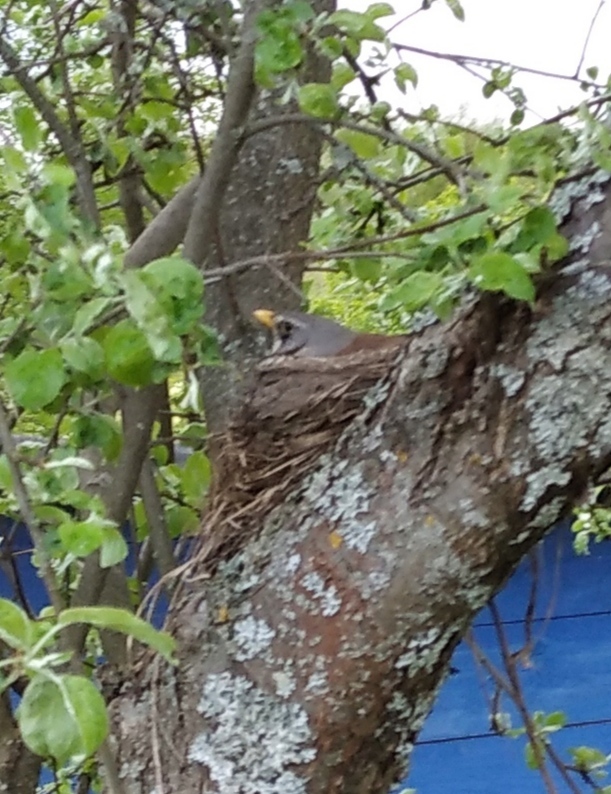 Nest - My, Birds, Nest, Nature, wildlife, Vertical video, Village, Chick, Video, Longpost