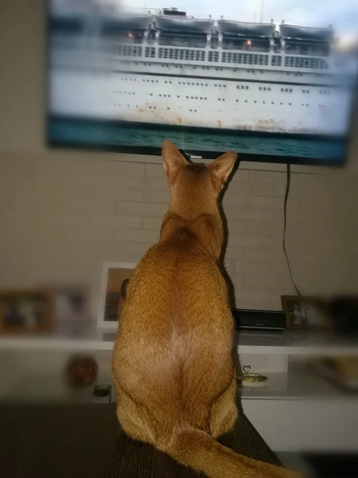 About the movie-loving cat... - My, cat, Fat cats, Abyssinian cat