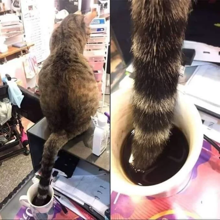 Tail - cat, Tail, A cup