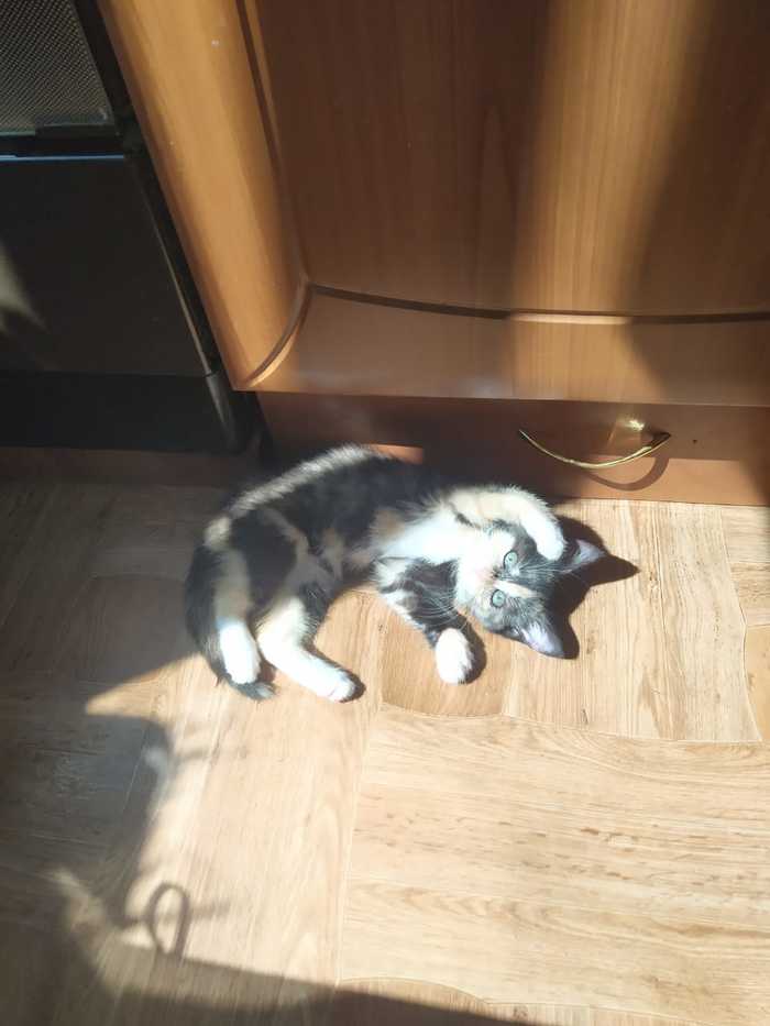 Ashley loves the sun - My, cat, Ashley