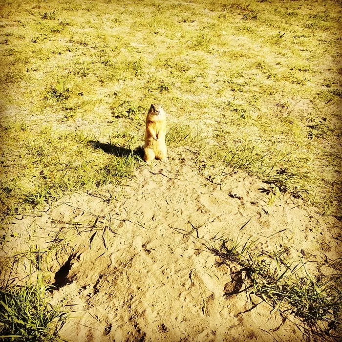 Humans have been deceived again - My, Krasnoyarsk, Gopher, Summer, Dandelion, Longpost, Mobile photography, Siberia