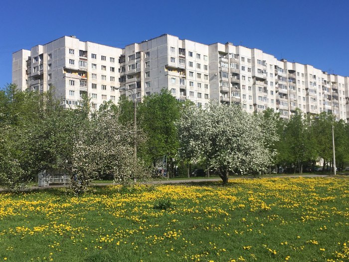 Яблоневые сады на Пулковском шоссе в Петербурге Санкт-Петербург, Яблоня, Цветы, История, Длиннопост