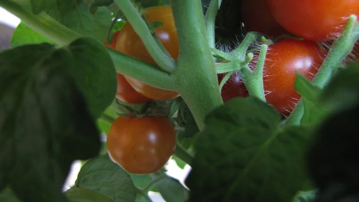 Wow, wow, wow, tomato heaven :D - My, Cherry tomatoes, Vegetable garden on the windowsill, Hydroponics, cat, Longpost