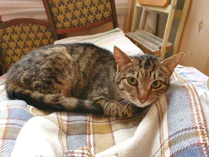 Tabby cat in good hands! Moscow! - My, cat, In good hands, Kindness, Is free, Animals, Longpost, Moscow, No rating