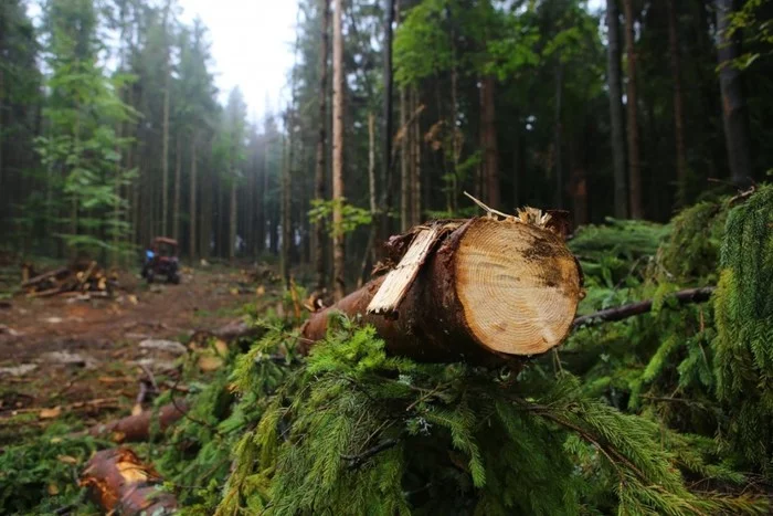 The Ministry of Natural Resources of the Russian Federation will remove the loophole for “black loggers” - Black Loggers, Felling, Forest, Legislation, Mep