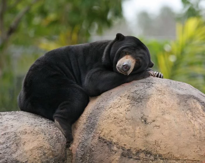 I think this might be my reincarnation - A rock, Reincarnation, The Bears, Malayan bear, Facial expression, Milota