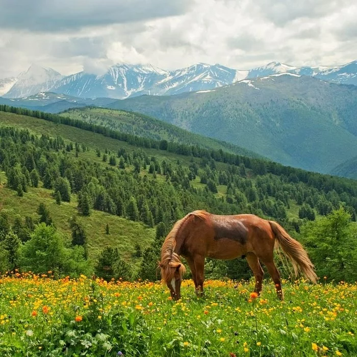 Post #7493647 - Nature, The nature of Russia, Altai Republic, The mountains, wildlife, Horses, Flowers, Forest