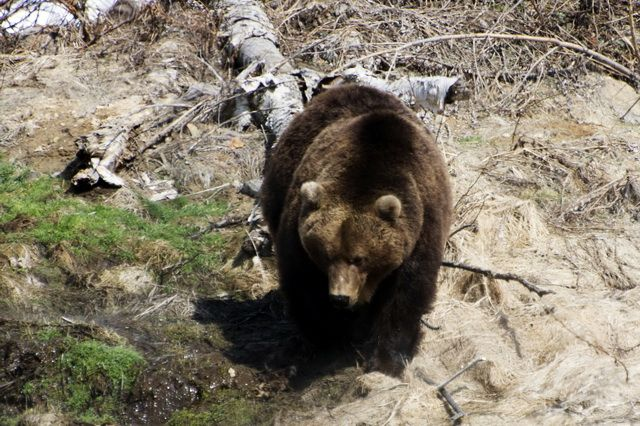 Scar the bear was the first to arrive at the resort) - The Bears, Brown bears, Wild animals, wildlife, Kamchatka, Kronotsky Reserve, Valley of Geysers, Video