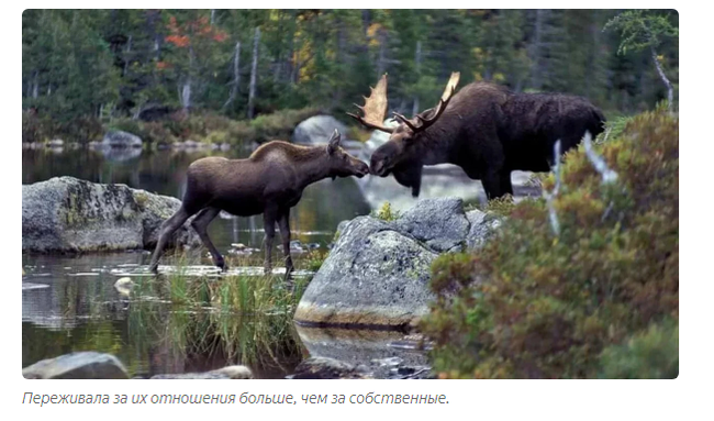 Moose: Born for battle. War with wolves, bears, cars and each other - Elk, Animals, Animal book, Yandex Zen, GIF, Longpost