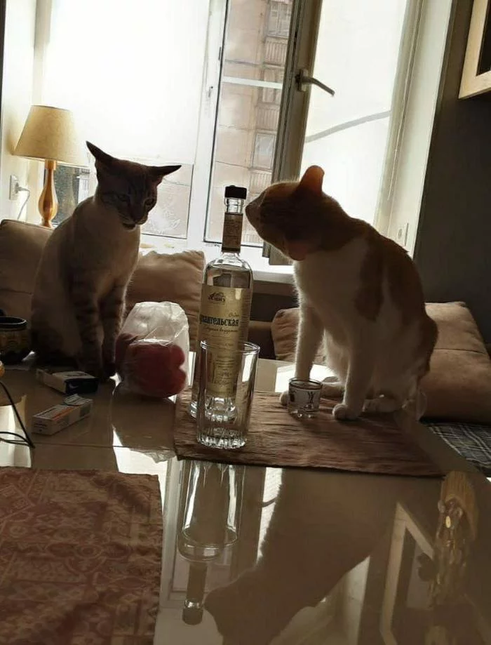 Drunk cats. Competition for the best photoshop - My, cat, Alcoholics, Vodka, Quarantine, Longpost