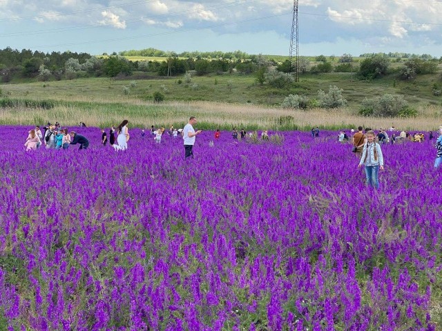 Selfie lovers trample a unique field of flowers - Flowers, Vandalism, Longpost