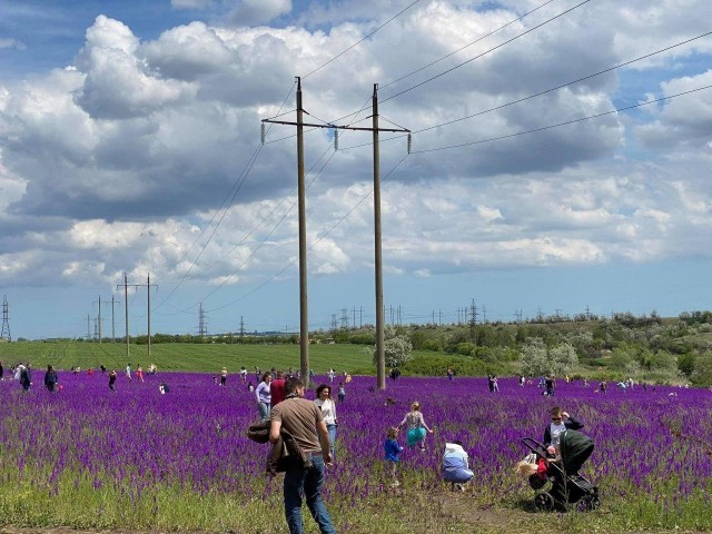 Selfie lovers trample a unique field of flowers - Flowers, Vandalism, Longpost