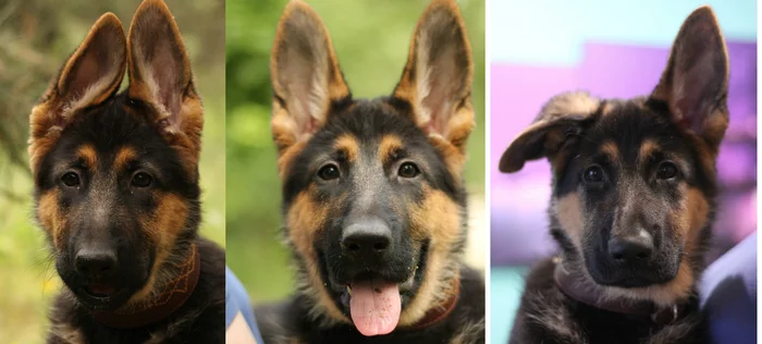 Fickle ears - My, German Shepherd, Puppies, Dog, Ears