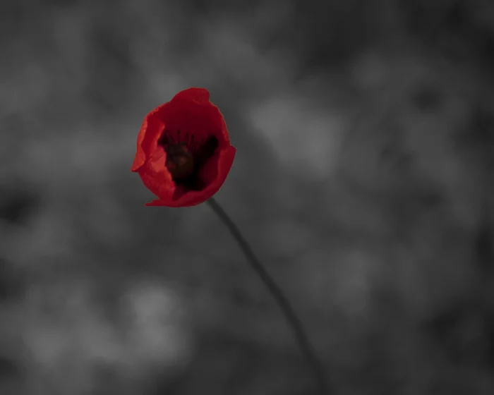 Mastering color accentuation - My, The photo, Beginning photographer, Canon, Canon 1300d, Contrast, Poppy