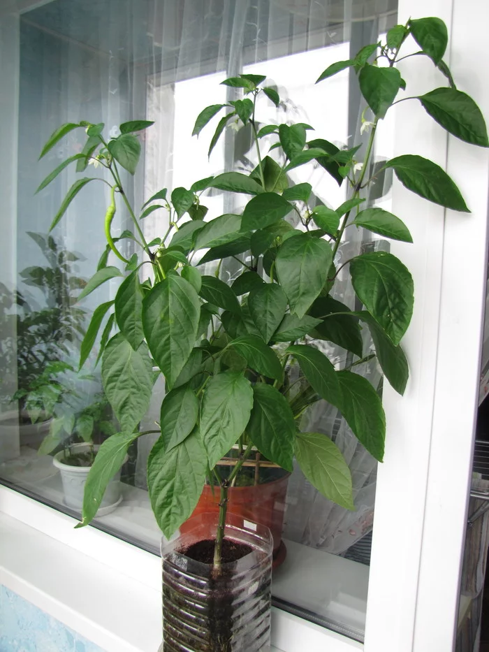 Sweet Cayenne. Sweet Cayenne worms :D - My, Hot peppers, Vegetable garden on the windowsill, Hydroponics, Pepper farming, Longpost