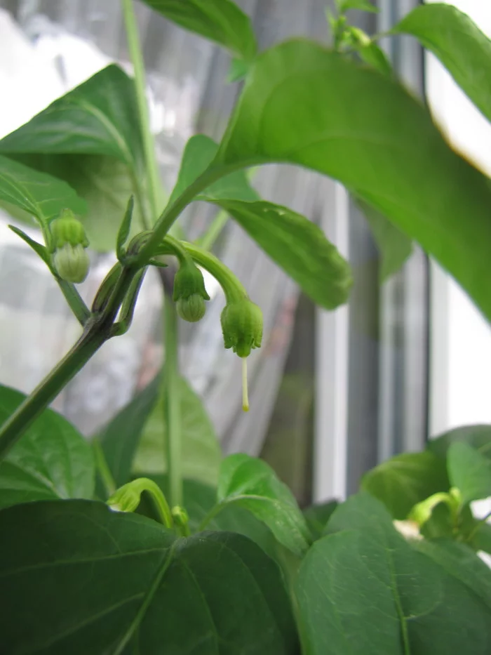 Sweet Cayenne. Sweet Cayenne worms :D - My, Hot peppers, Vegetable garden on the windowsill, Hydroponics, Pepper farming, Longpost