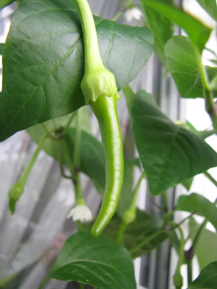 Sweet Cayenne. Sweet Cayenne worms :D - My, Hot peppers, Vegetable garden on the windowsill, Hydroponics, Pepper farming, Longpost