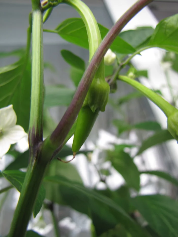 Sweet Cayenne. Sweet Cayenne worms :D - My, Hot peppers, Vegetable garden on the windowsill, Hydroponics, Pepper farming, Longpost