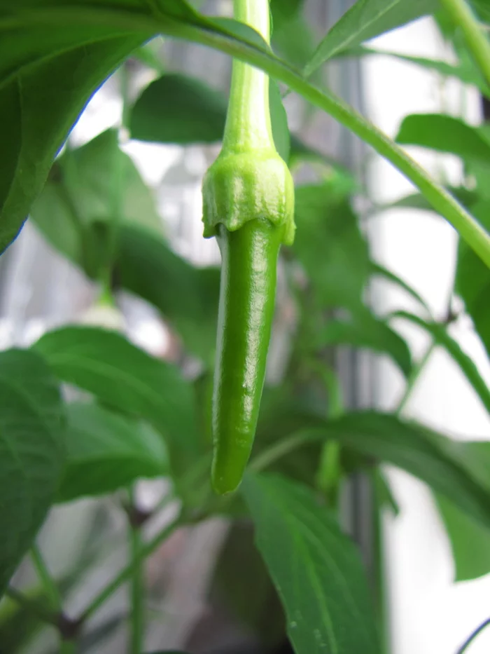 Sweet Cayenne. Sweet Cayenne worms :D - My, Hot peppers, Vegetable garden on the windowsill, Hydroponics, Pepper farming, Longpost