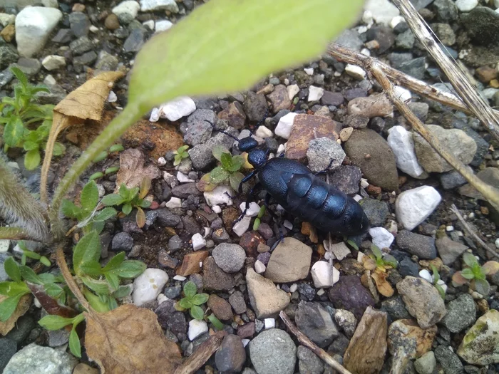 Who is this? - My, Жуки, Sochi, Insects