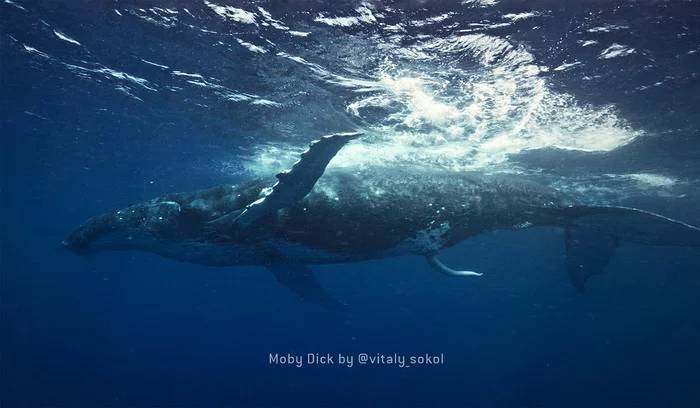 Moby Dick welcomes you! - My, Humpback whale, Travels, Ocean, Under the water, Whales, Video