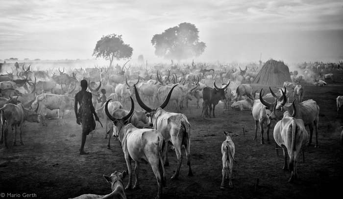 Лучшие фотографии Африки 2020 Африка, Природа, Животные, Фотография, Длиннопост