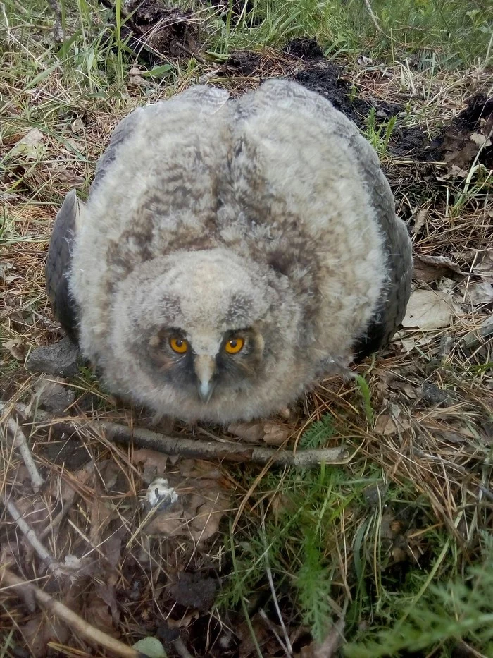 Owl - My, Owl, Chick, The photo, Nature, Video, Longpost, Birds