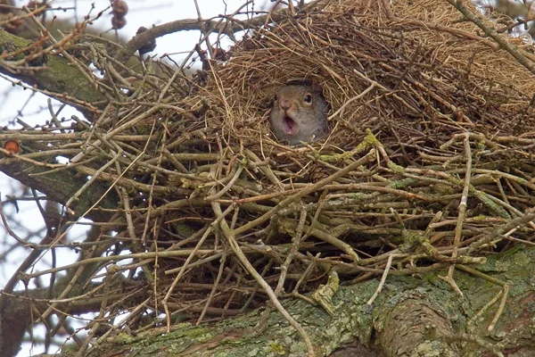 Squirrel: What is the forest silent about? The gloomy habits of a well-known rodent - Squirrel, Predator, Animal book, Longpost, Animals, Yandex Zen