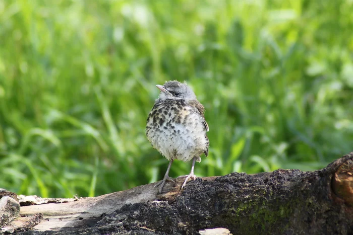 The first steps of little blackbirds - My, Thrush, Cell, Chick, Nature, Longpost, Birds