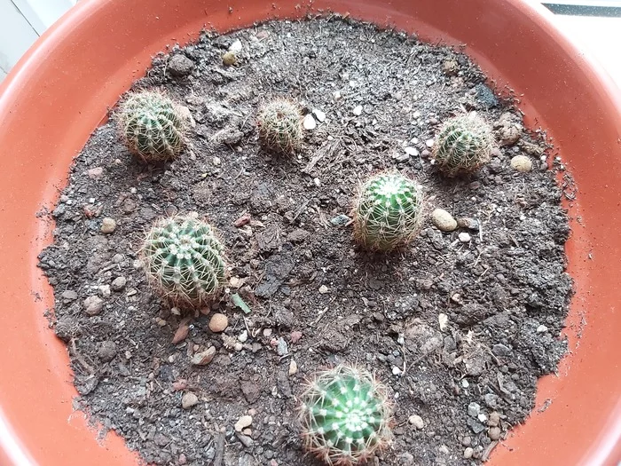 Help care for the cactus - My, Cactus, Floristics