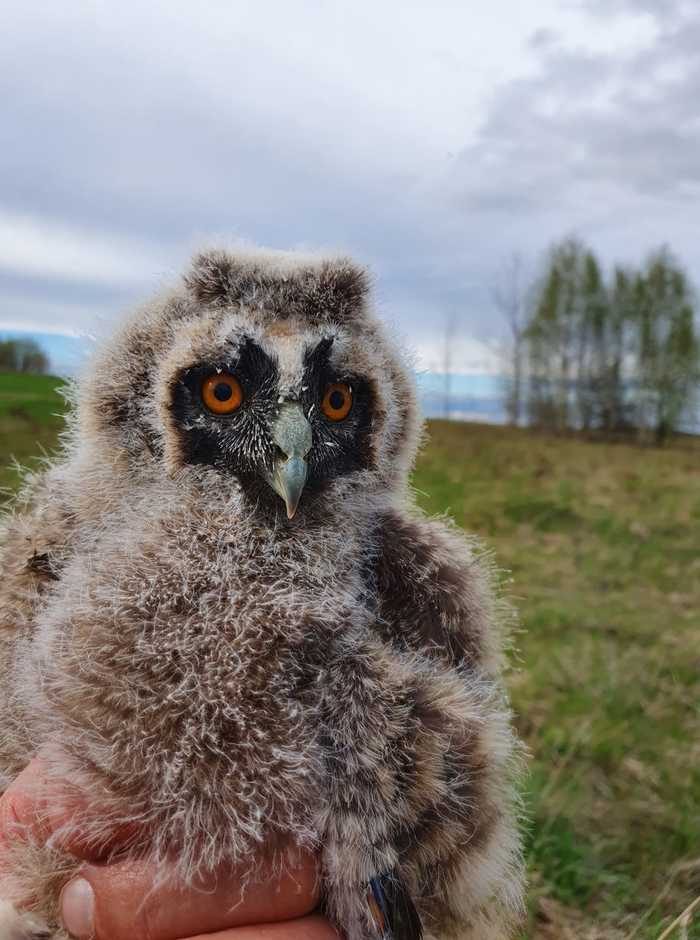 A short-eared owl chick is the key to a good day! - Biology, Birds, Ornithology, Owl, Chick