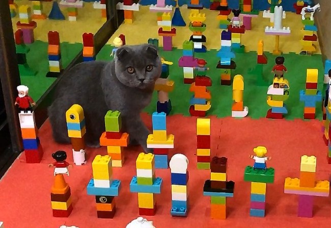 Does the cat love Lego? - My, cat, Lego, Challenge, Trial, Video, Humor, Scottish lop-eared, Longpost