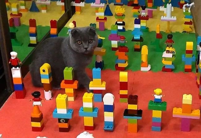 Does the cat love Lego? - My, cat, Lego, Challenge, Trial, Video, Humor, Scottish lop-eared, Longpost