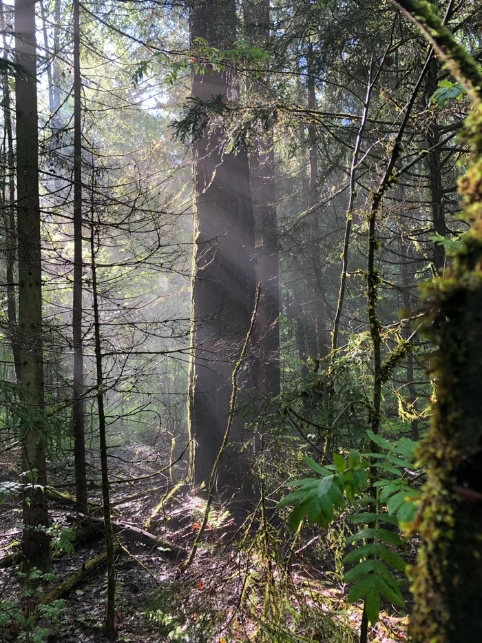 Fairy forest - My, Forest, Story, Moscow region, The photo