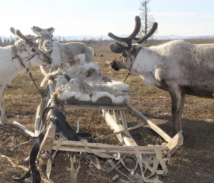 Summer weekdays of a reindeer breeder - Pasture, Reindeer, Tundra, YaNAO, Yamal, Longpost