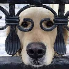 Funny photo - Dog, Forging, Fence, Eyes, Ears