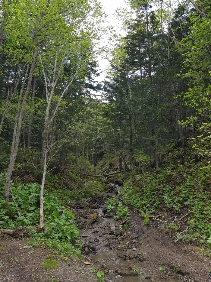 Forest bike ride - My, Nature, Sakhalin, Bike ride, Longpost, The photo