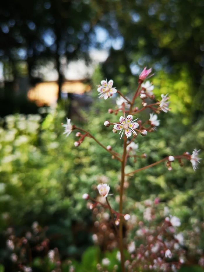 Saxifraga bloomed - My, Mobile photography, Huawei P20, Flowers