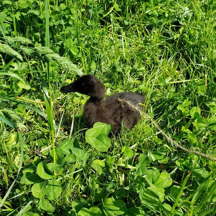 Accustoming a bird to a harness or blanket - My, Training, Duck, Birds, Ducklings, Interesting, Pets, Animals, Ornithology, Video, Longpost