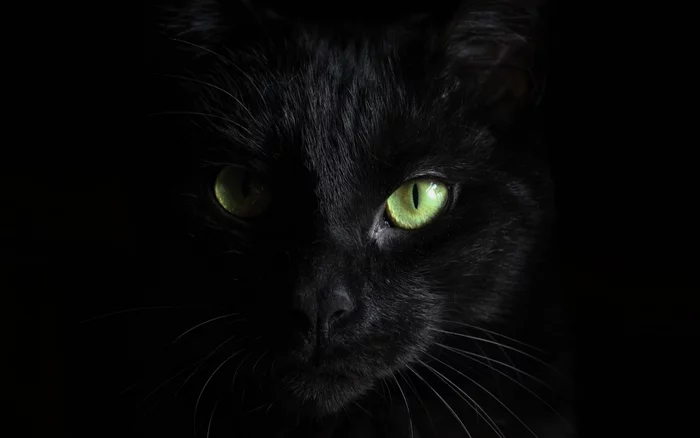 Kotyara - Black cat, beauty, cat