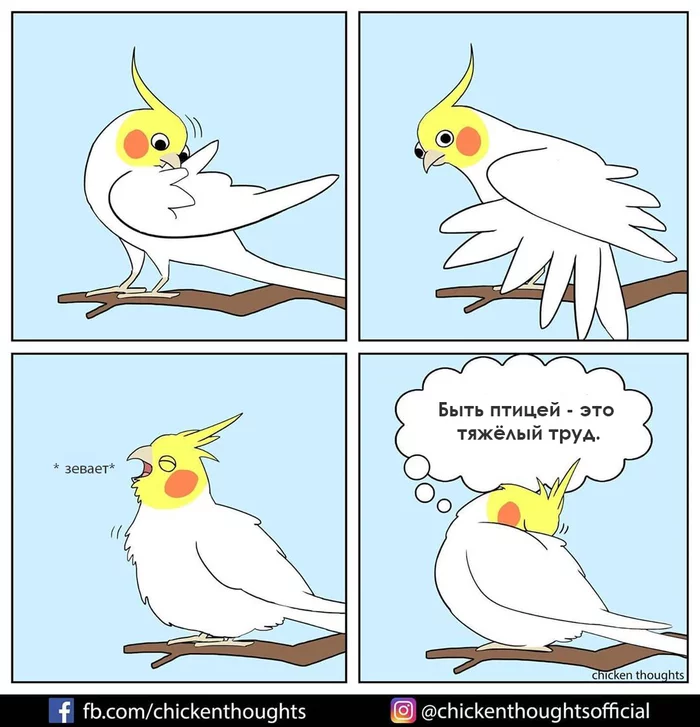 Birds - Chicken thoughts, Comics, A parrot