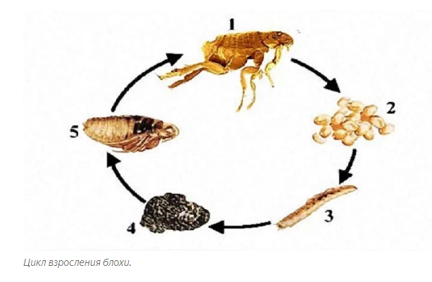 Flea: Everything you need to know about this nasty guy to be safe - Insects, Fleas, Animals, Yandex Zen, Longpost