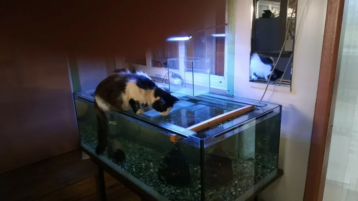 Fishing - My, cat, Black cat, Aquarium, Fishing, Pisciculture