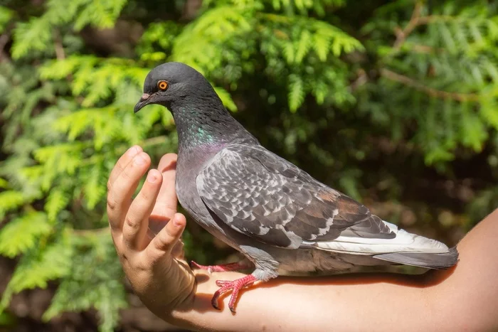 Rescued the bird - My, Birds, Pigeon, Real life story, Animal Rescue, Moscow, Nature